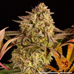 Blue Sunset Sherbert Barney´s Farm SEEDS-BANK.CZ