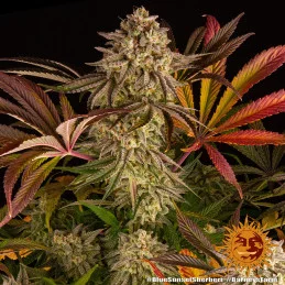 Blue Sunset Sherbert Barney´s Farm SEEDS-BANK.CZ