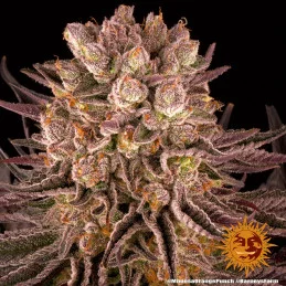 Mimosa X Orange Punch Barney´s Farm SEEDS-BANK.CZ