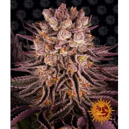 Mimosa X Orange Punch Barney´s Farm SEEDS-BANK.CZ