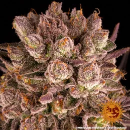 Mimosa X Orange Punch Barney´s Farm SEEDS-BANK.CZ