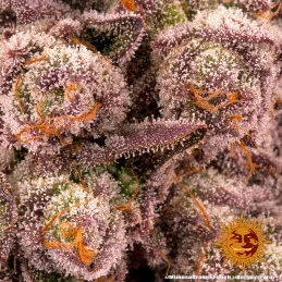 Mimosa X Orange Punch Barney´s Farm SEEDS-BANK.CZ