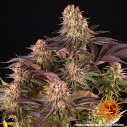 Mimosa X Orange Punch Barney´s Farm SEEDS-BANK.CZ