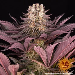 Mimosa X Orange Punch Barney´s Farm SEEDS-BANK.CZ