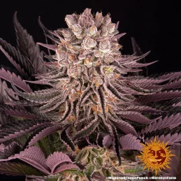 Mimosa X Orange Punch Barney´s Farm SEEDS-BANK.CZ