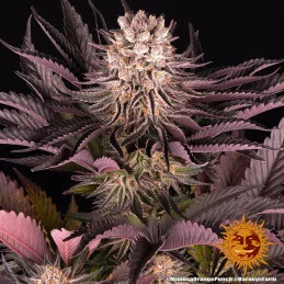 Mimosa X Orange Punch Barney´s Farm SEEDS-BANK.CZ
