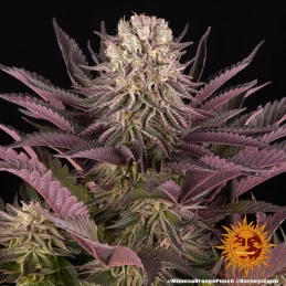Mimosa X Orange Punch Barney´s Farm SEEDS-BANK.CZ