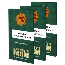 Mimosa X Orange Punch Barney´s Farm SEEDS-BANK.CZ