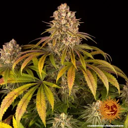 Lemon Tree Barney´s Farm SEEDS-BANK.CZ