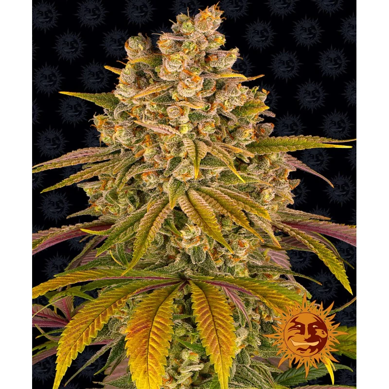 Lemon Tree Barney´s Farm SEEDS-BANK.CZ