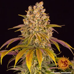 Lemon Tree Barney´s Farm SEEDS-BANK.CZ