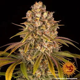 Lemon Tree Barney´s Farm SEEDS-BANK.CZ