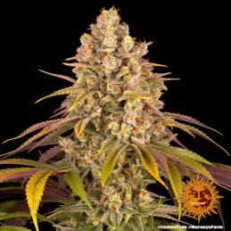 Lemon Tree Barney´s Farm SEEDS-BANK.CZ