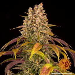 Lemon Tree Barney´s Farm SEEDS-BANK.CZ