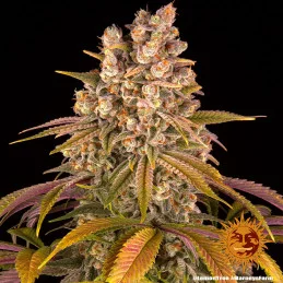 Lemon Tree Barney´s Farm SEEDS-BANK.CZ