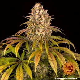Lemon Tree Barney´s Farm SEEDS-BANK.CZ