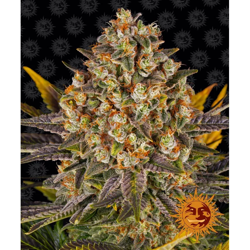 Banana Punch Barney´s Farm SEEDS-BANK.CZ