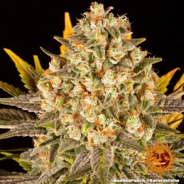 Banana Punch Barney´s Farm SEEDS-BANK.CZ