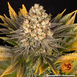 Banana Punch Barney´s Farm SEEDS-BANK.CZ
