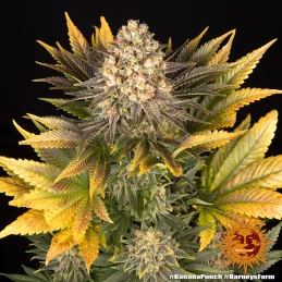 Banana Punch Barney´s Farm SEEDS-BANK.CZ