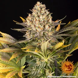 Banana Punch Barney´s Farm SEEDS-BANK.CZ