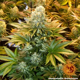 Banana Punch Barney´s Farm SEEDS-BANK.CZ
