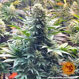 Banana Punch Barney´s Farm SEEDS-BANK.CZ
