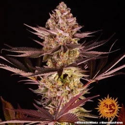 Biscotti Mintz Barney´s Farm SEEDS-BANK.CZ