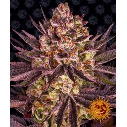 Biscotti Mintz Barney´s Farm SEEDS-BANK.CZ