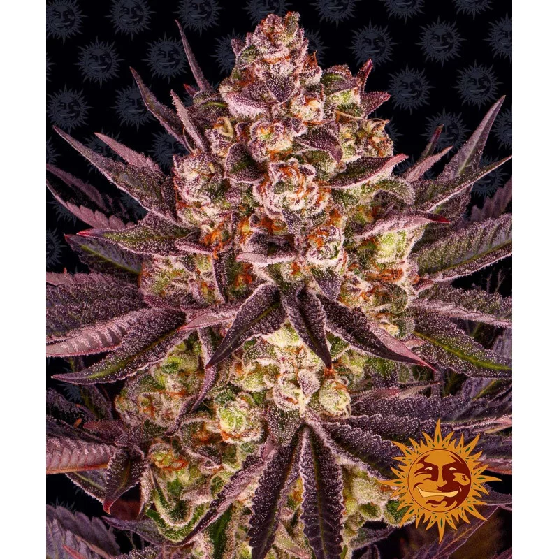 Biscotti Mintz Barney´s Farm SEEDS-BANK.CZ