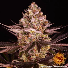 Biscotti Mintz Barney´s Farm SEEDS-BANK.CZ
