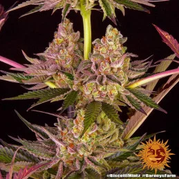Biscotti Mintz Barney´s Farm SEEDS-BANK.CZ