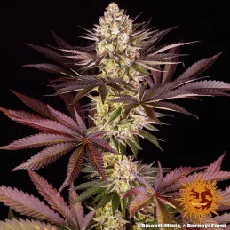 Biscotti Mintz Barney´s Farm SEEDS-BANK.CZ