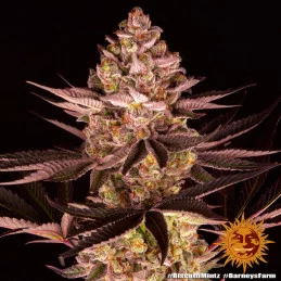 Biscotti Mintz Barney´s Farm SEEDS-BANK.CZ