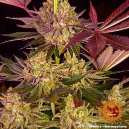 Biscotti Mintz Barney´s Farm SEEDS-BANK.CZ