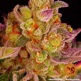 Biscotti Mintz Barney´s Farm SEEDS-BANK.CZ