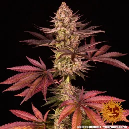 Biscotti Mintz Barney´s Farm SEEDS-BANK.CZ