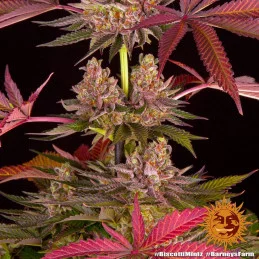 Biscotti Mintz Barney´s Farm SEEDS-BANK.CZ