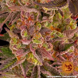 Biscotti Mintz Barney´s Farm SEEDS-BANK.CZ