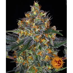Moby Dick Auto™ - Barney´s...