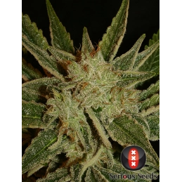 Bubble Gum