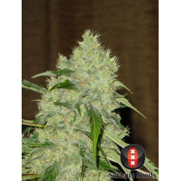 Bubble Gum