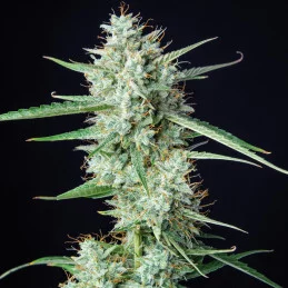 Syrup - Buddha Seeds - květ