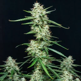 Syrup - Buddha Seeds - rostlina
