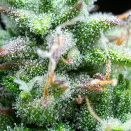 Syrup - Buddha Seeds - terpeny
