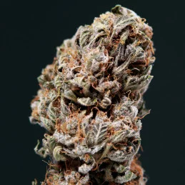 Syrup - Buddha Seeds - sušina