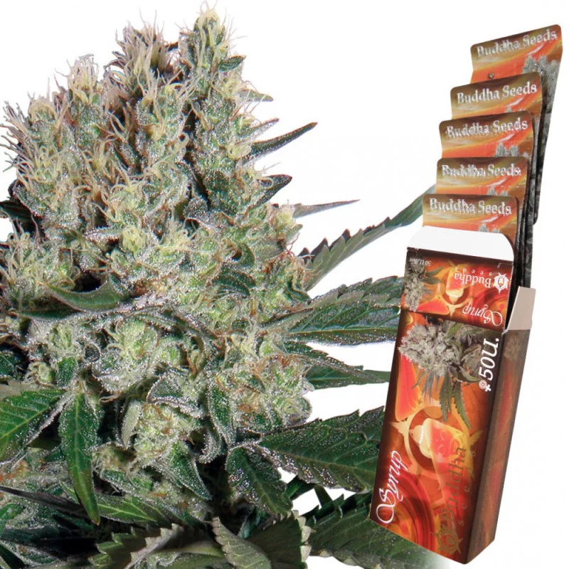 Syrup - Buddha seeds - autoflowering