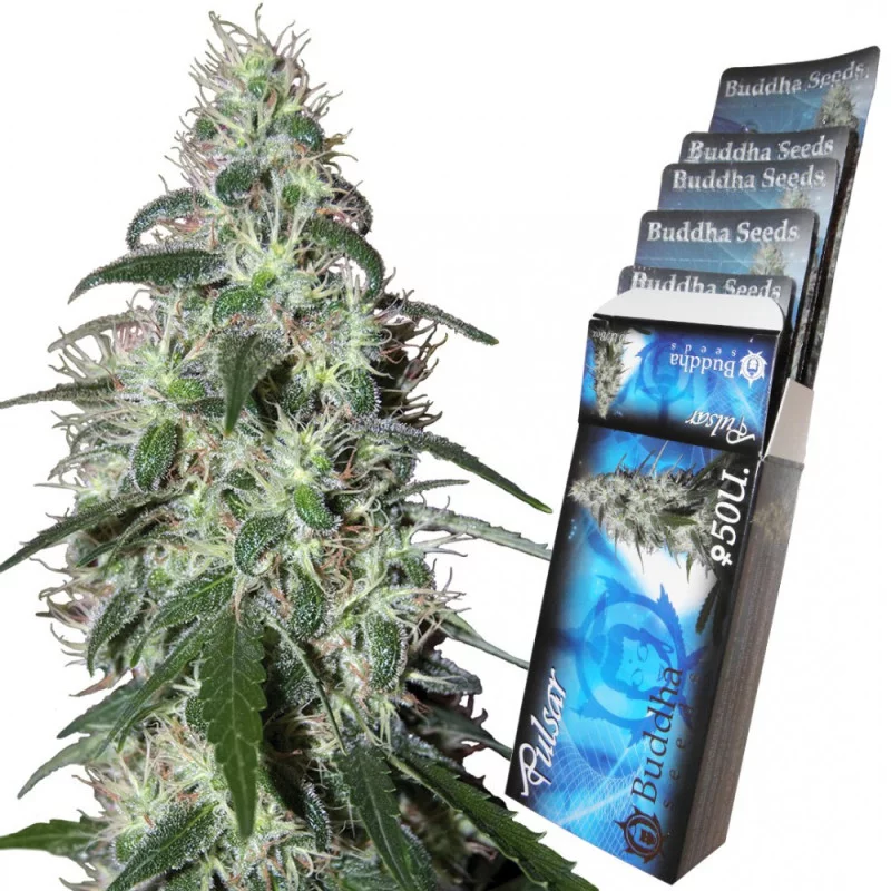 Pulsar - Buddha Seeds - květ a obal