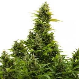 Medikit CBD auto - Buddha Seeds - autoflowering