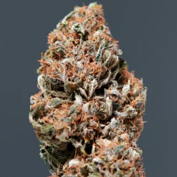 Medikit CBD auto - Buddha Seeds - sušina